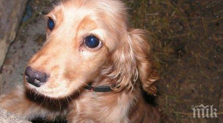 нова схема крадат 2000 кучета годишно