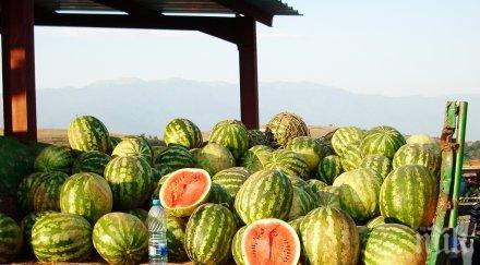 дъждовете съсипаха дините любимец