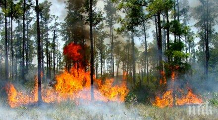 огнена стихия швеция пожарникари цяла европа гасят пожарите