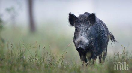 заради чумата свинете разчистват терените границата румъния