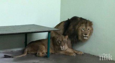 лъвчетата рая хектор пристигнаха пазарджик