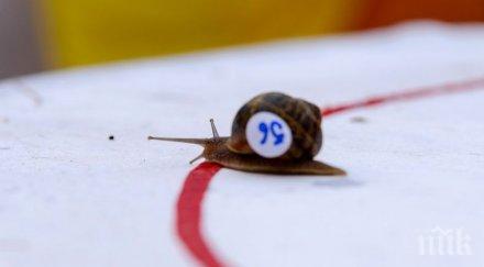 атлети охлюви надпреварваха маруля норфолк снимки