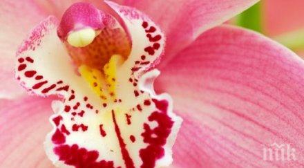 палавници осем неща знаете клитора