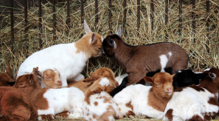 криза бранша евростат младите фермери българия
