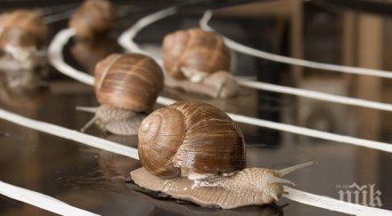 150 охлюва надпълзяваха световното първенство англия