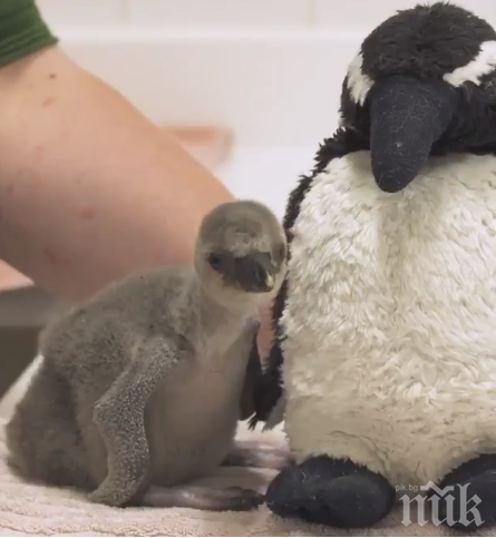 Спасиха пингвинче в лондонския зоопарк 