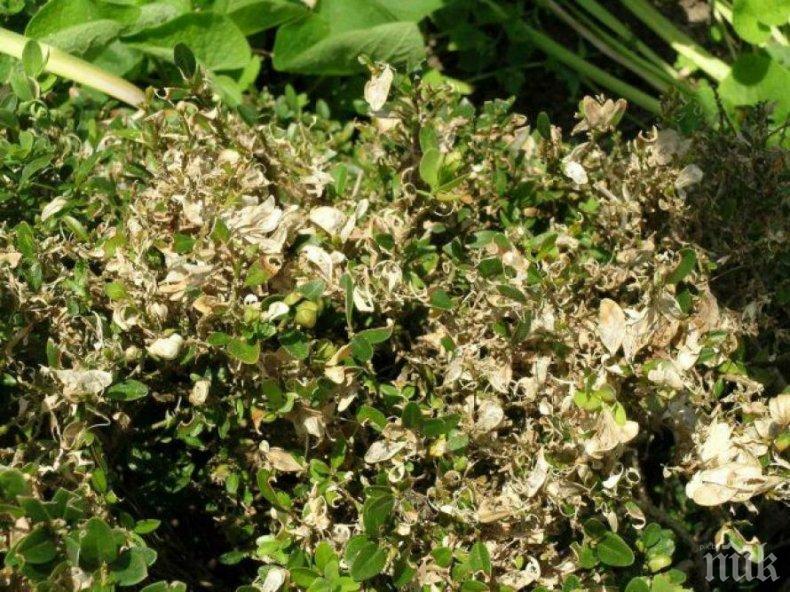 Китайска гъсеница оглозга цветята и чимширите в Кюстендилско