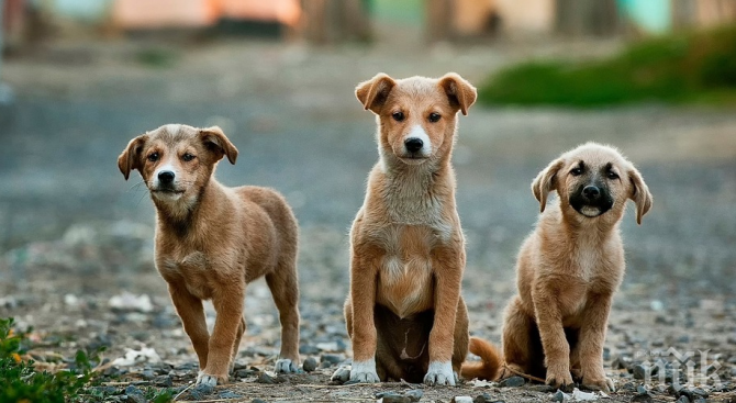 Разследват убийството на 9 кучета в Исперих