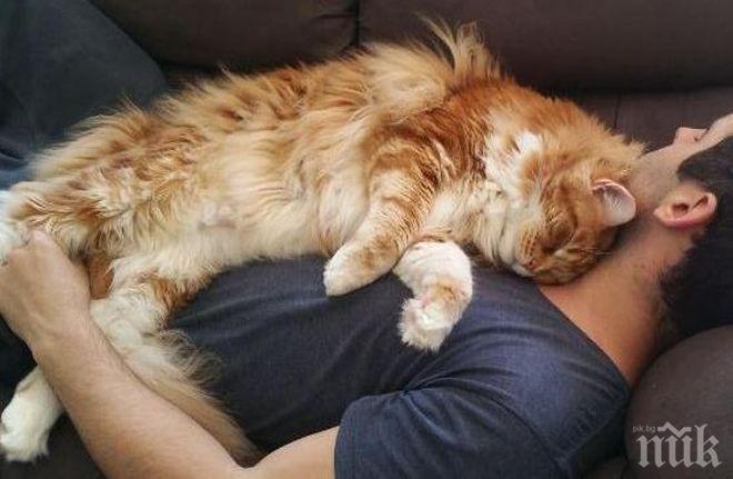 МЪРКАЩО УДОВОЛСТВИЕ! Шест знака, че вашата котка ви обича