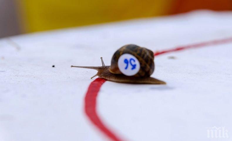 АТЛЕТИ! Охлюви се надпреварваха за маруля в Норфолк (СНИМКИ)