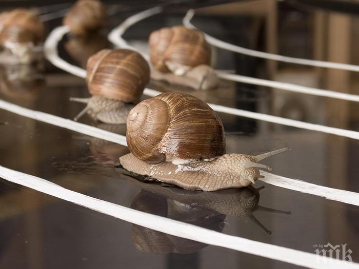 150 охлюва се надпълзяваха на Световното първенство в Англия
