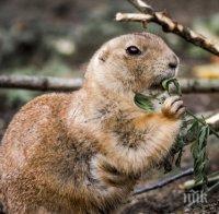 Преместиха 96 лалугера заради язовир „Луда Яна“