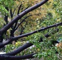 Дърво уби млад мъж край Горни Лом