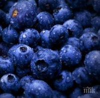 ДАР ОТ ПРИРОДАТА: Дивите боровинки лекуват рани