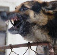 УЖАС! Кучета убиха собственика си в Сливенско 