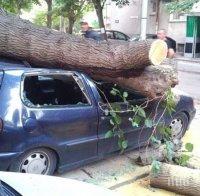 СЛЕД ПРЕДУПРЕЖДЕНИЯ! Дърво премаза коли в Пловдив (СНИМКИ)
