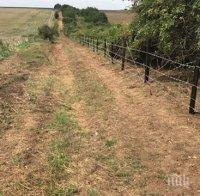 Полша няма да да строи ограда по източната си граница заради чумата по свинете