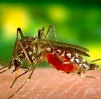 ОТКРИТИЕ! Ето защо ви хапят комарите