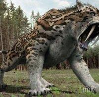 Руски учени откриха кости от саблезъба котка
