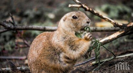 преместиха лалугера заради язовир луда яна