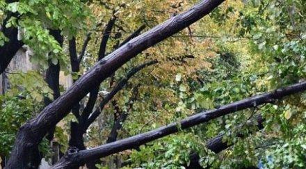 дърво уби млад мъж горни лом