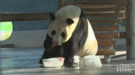 вижте разхлаждат пандите китай