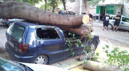 предупреждения дърво премаза коли пловдив снимки