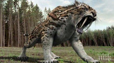 руски учени откриха кости саблезъба котка