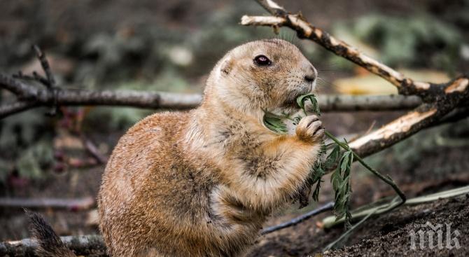 Преместиха 96 лалугера заради язовир „Луда Яна“