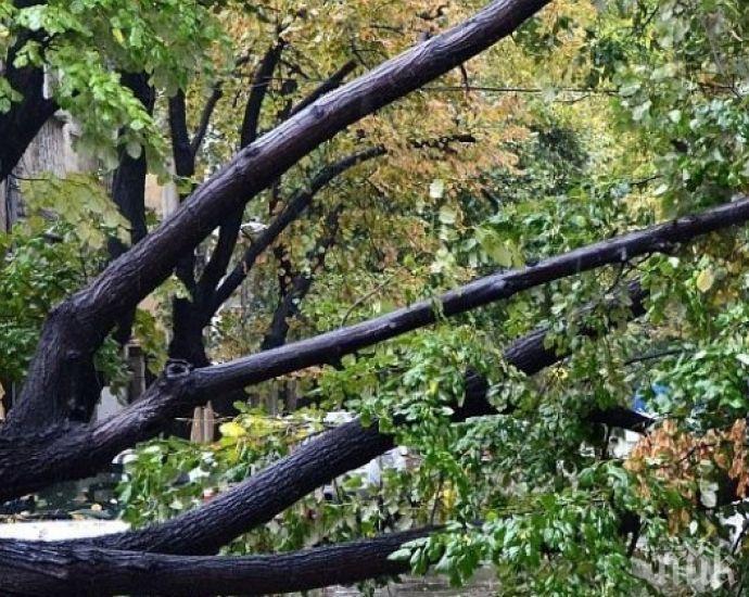 Дърво уби млад мъж край Горни Лом