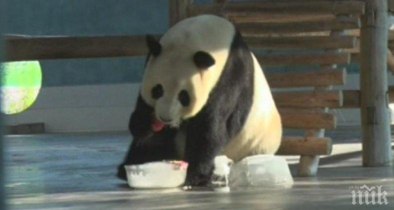 Вижте как разхлаждат пандите в Китай