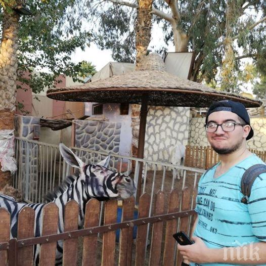 Собствениците на зоопарк боядисаха магарета на райета, показват ги като зебри
