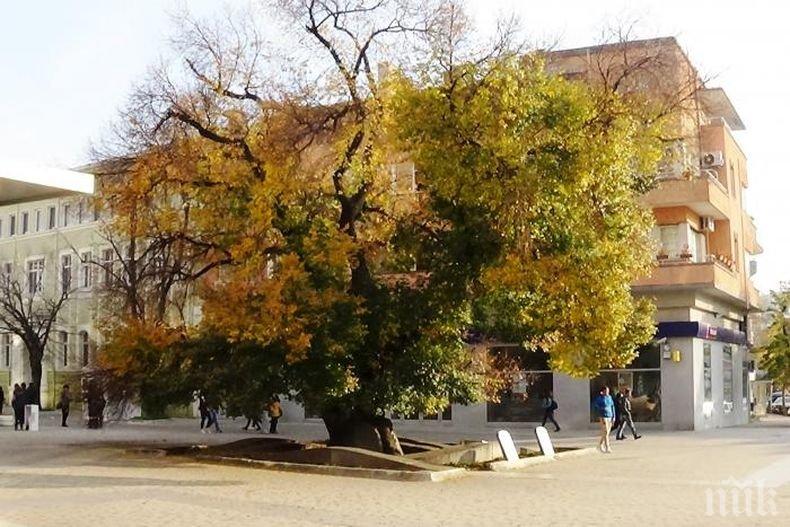 БАН започва проверки и изследвания на Стария бряст