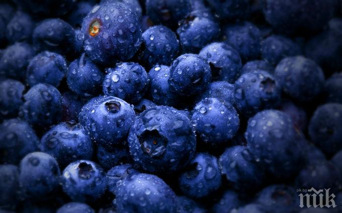 ДАР ОТ ПРИРОДАТА: Дивите боровинки лекуват рани