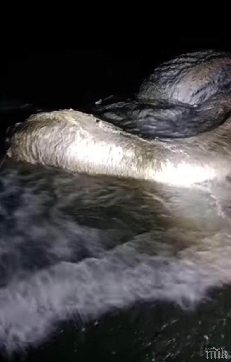 ШОКИРАЩО ВИДЕО! Вижте какво невероятно чудовище изплува във Филипините