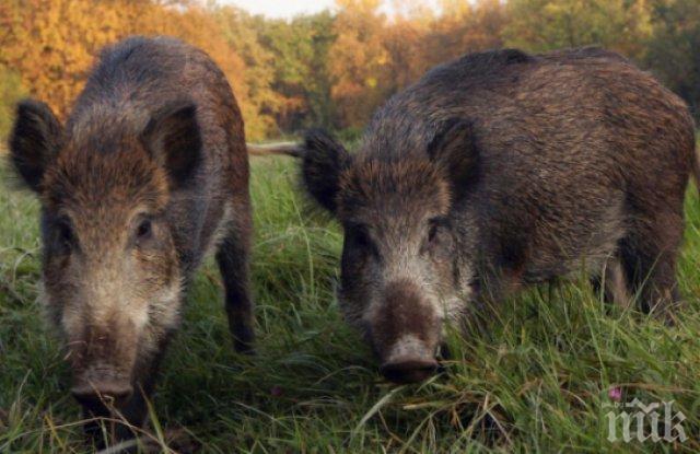 Порожанов забрани груповия лов на диви свине