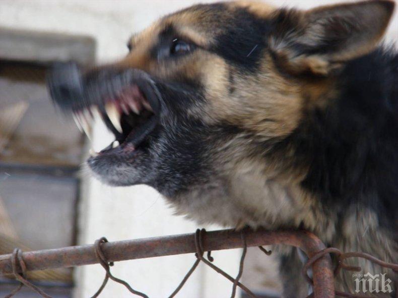УЖАС! Кучета убиха собственика си в Сливенско 