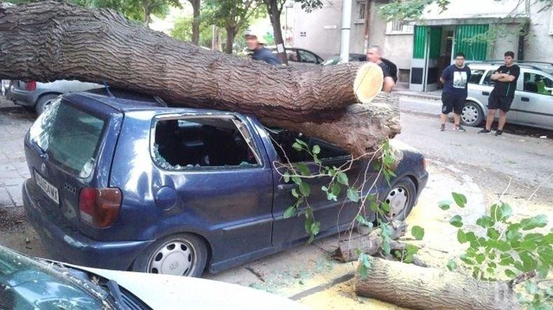 СЛЕД ПРЕДУПРЕЖДЕНИЯ! Дърво премаза коли в Пловдив (СНИМКИ)
