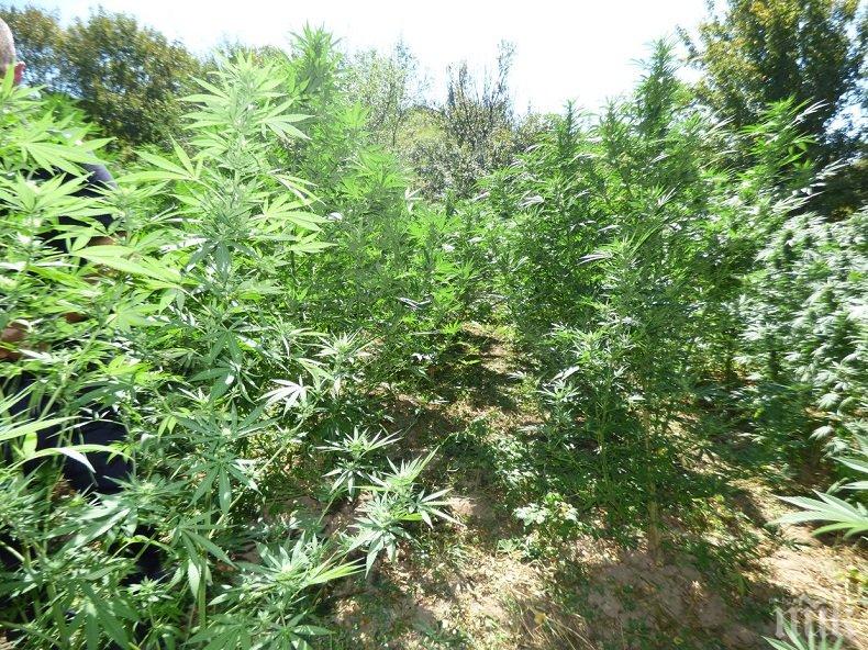 Разрешиха на британските лекари да предписват канабис за лечение
