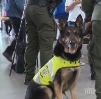 Наркотрафиканти в Колумбия обявиха награда от 70 000 долара за главата на полицейско куче