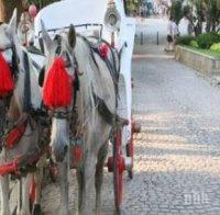 Подивели коне предизвикаха хаос в Стария Созопол