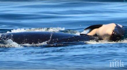 безутешна косатка носи гърба цяла седмица тялото починалото бебе видео