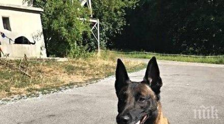 полицейски кучета патрулират обувки