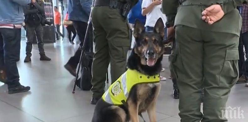 Наркотрафиканти в Колумбия обявиха награда от 70 000 долара за главата на полицейско куче
