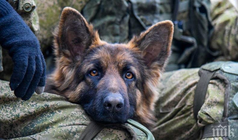 Отровиха куче, помагало за спасяването на хора след земетресението в Аматриче