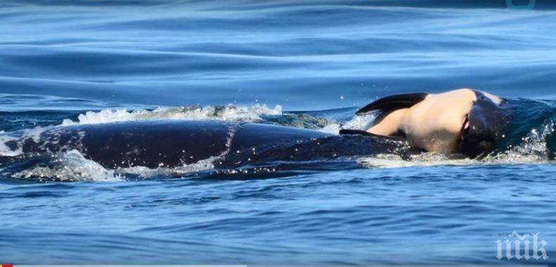 Безутешна! Косатка носи на гърба си цяла седмица тялото на починалото си бебе (ВИДЕО)