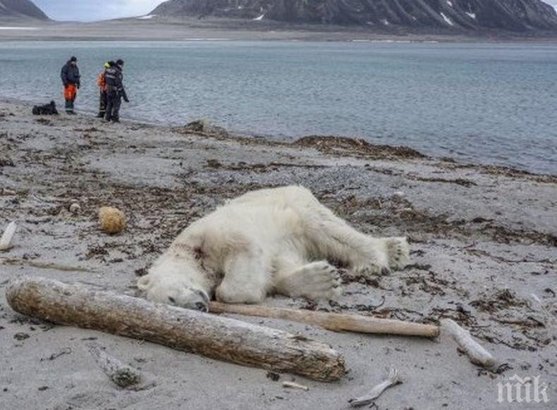 Застреляха полярна мечка, нападнала туристи