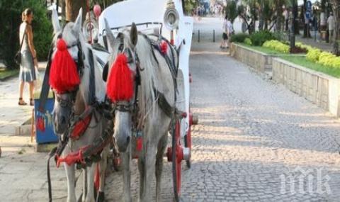 Подивели коне предизвикаха хаос в Стария Созопол