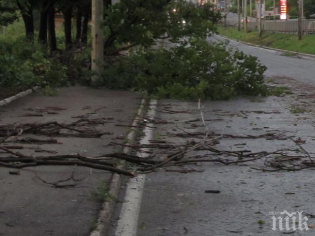 НА КОСЪМ Клон падна върху млада майка с бебе в центъра на Бургас 