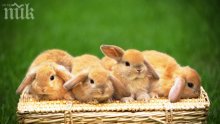 Погрижете се за хигиената на дългоушковците